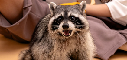 Salome the Raccoon: буйство красок в повседневной жизни