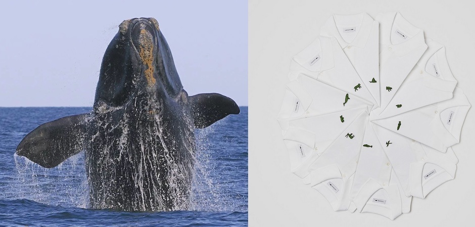 Редкий вид северного гладкого кита и рубашки  Lacoste